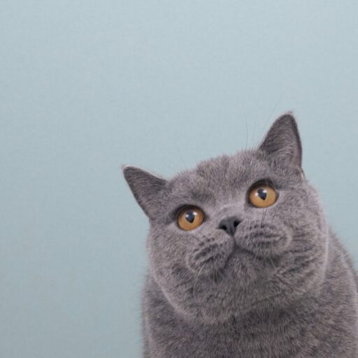 ごまぬし - ごまちゃん飼い主の偏愛猫ブログ